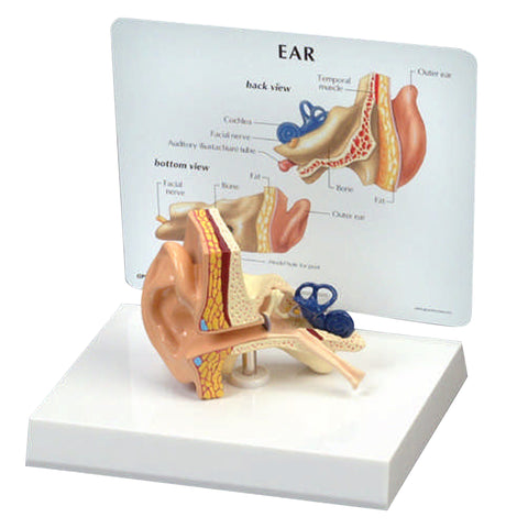 Life-size Ear Model