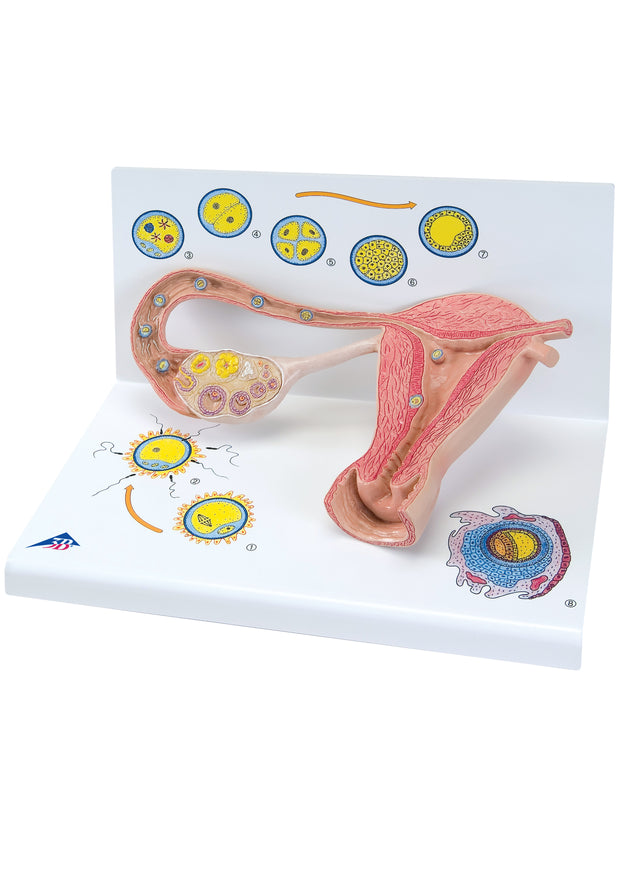 Ovaries & Fallopian Tubes Model with Stages of Fertilization