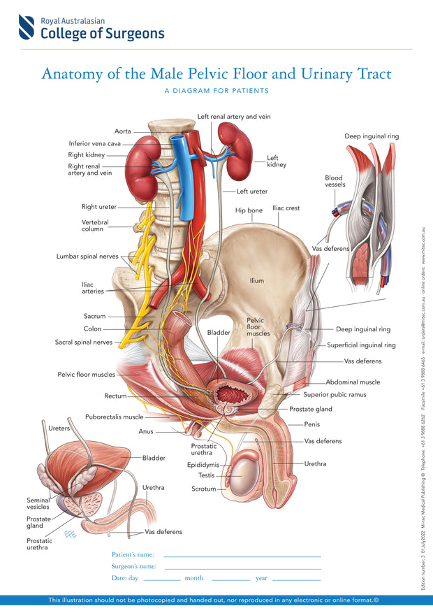 Normal Anatomy of the Male Pelvic Floor and Urinary Tract