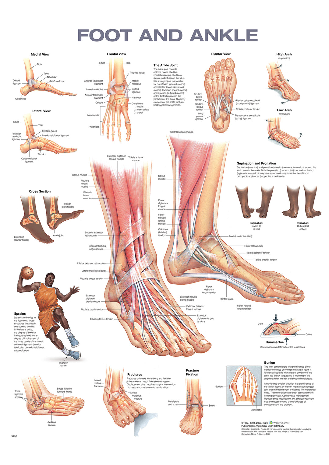 健康・医学 Anatomy of the Foot and ankle Foot and Ankle – Mi-tec Medical Publishing
