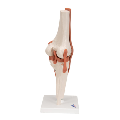 Functional Human Knee Joint Model with Ligaments