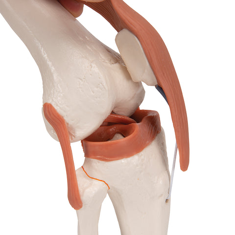 Functional Human Knee Joint Model with Ligaments