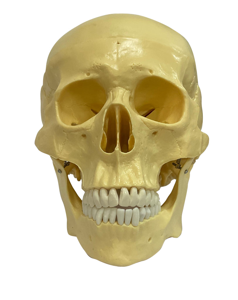 Budget Human Skull – Mi-tec Medical Publishing