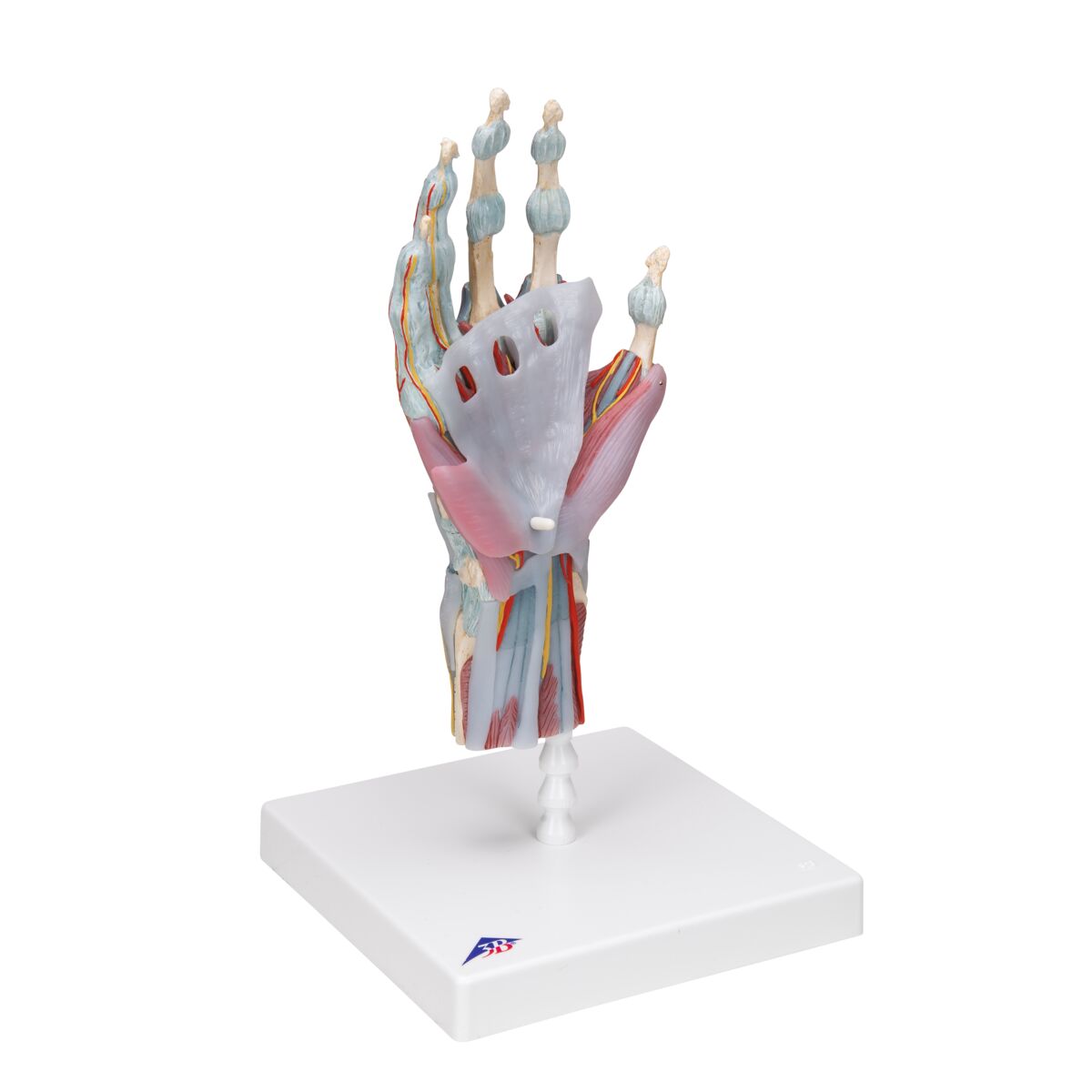 Hand Skeleton Model with Ligaments & Muscles – Mi-tec Medical Publishing