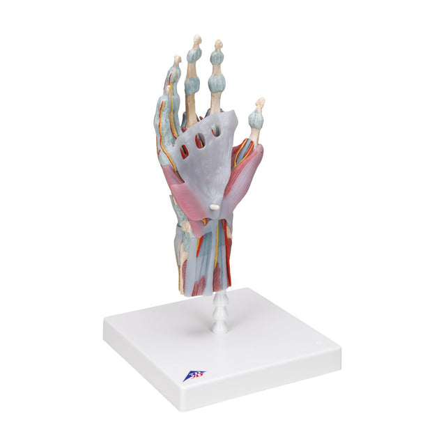 Hand Skeleton Model with Ligaments & Muscles