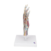 Hand Skeleton Model with Ligaments & Muscles