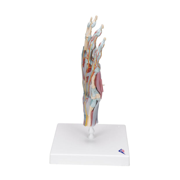 Hand Skeleton Model with Ligaments & Muscles