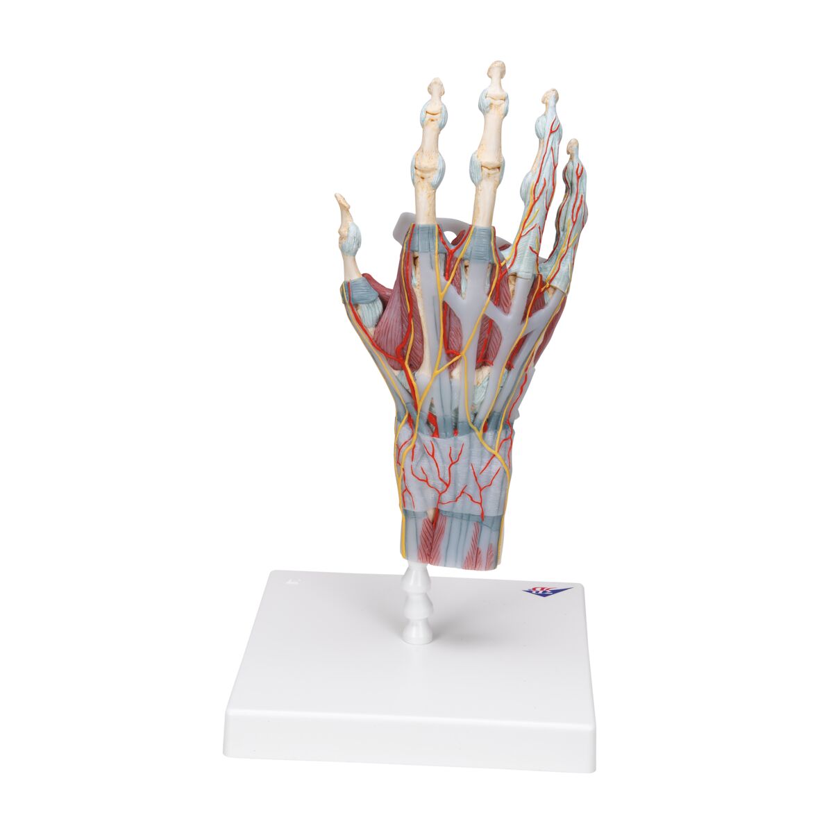Hand Skeleton Model with Ligaments & Muscles – Mi-tec Medical Publishing