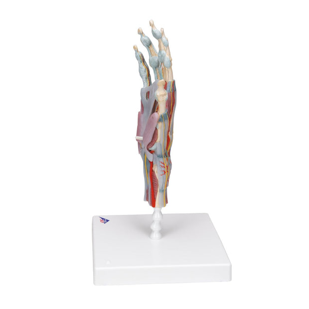 Hand Skeleton Model with Ligaments & Muscles
