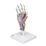 Hand Skeleton Model with Ligaments & Muscles