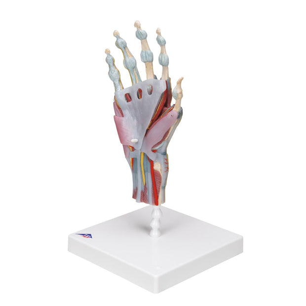 Hand Skeleton Model with Ligaments & Muscles