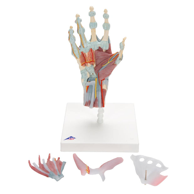 Hand Skeleton Model with Ligaments & Muscles