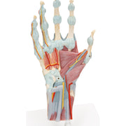 Hand Skeleton Model with Ligaments & Muscles