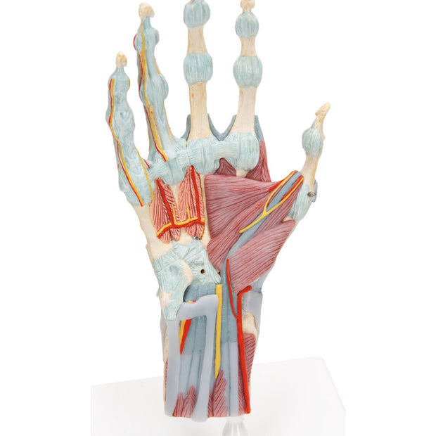 Hand Skeleton Model with Ligaments & Muscles