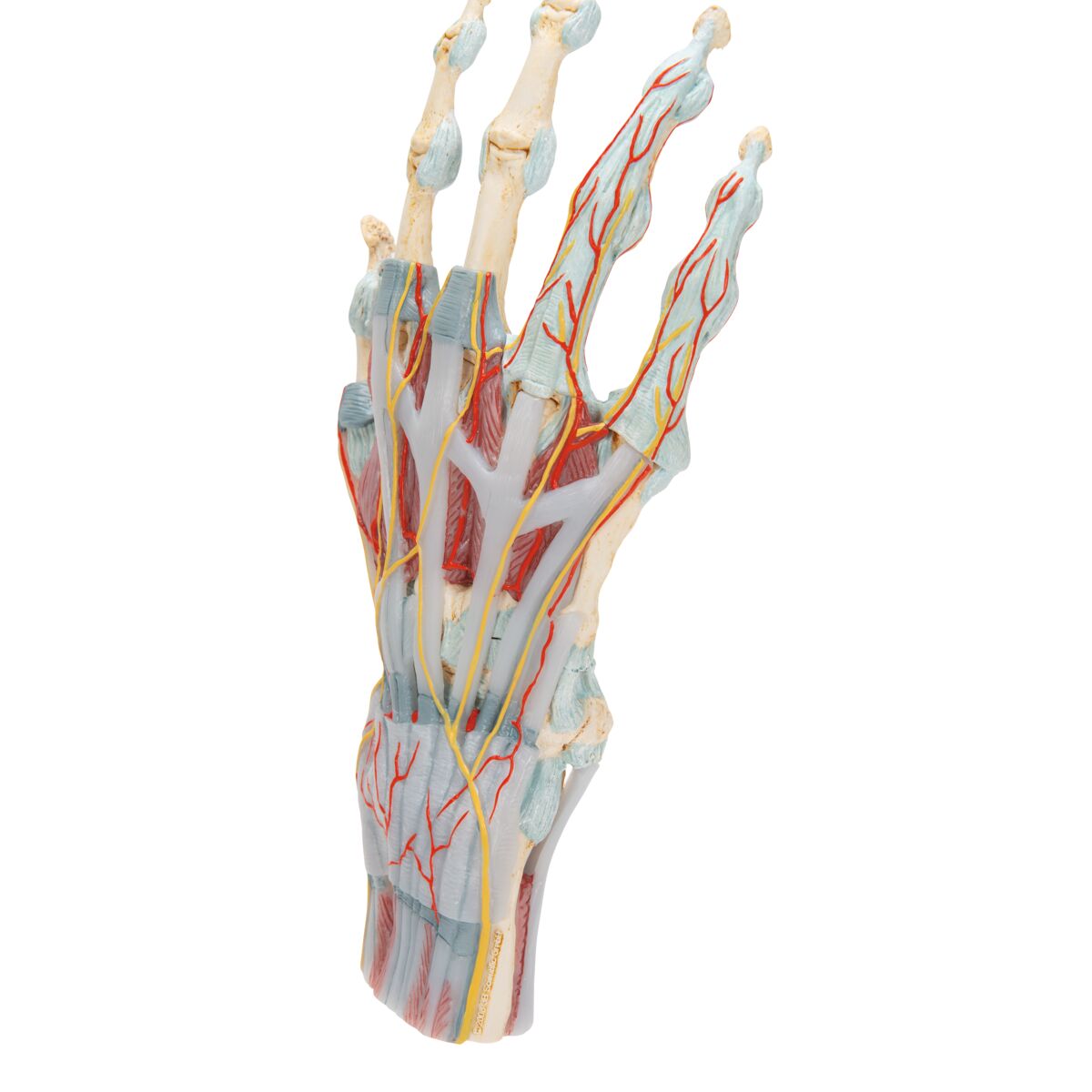 Hand Skeleton Model with Ligaments & Muscles – Mi-tec Medical Publishing