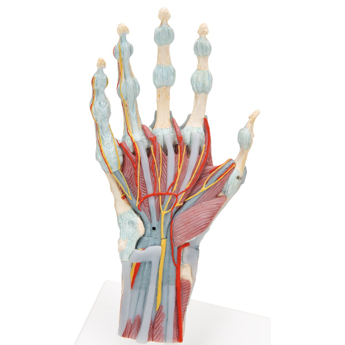 Hand Skeleton Model with Ligaments & Muscles – Mi-tec Medical Publishing