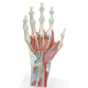 Hand Skeleton Model with Ligaments & Muscles
