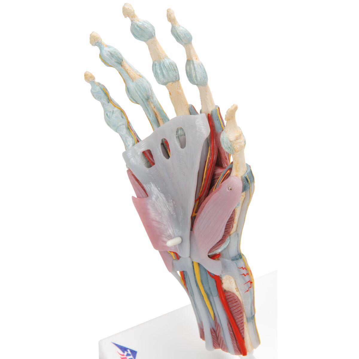 Hand Skeleton Model with Ligaments & Muscles – Mi-tec Medical Publishing