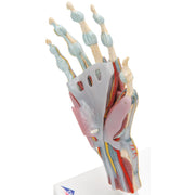 Hand Skeleton Model with Ligaments & Muscles