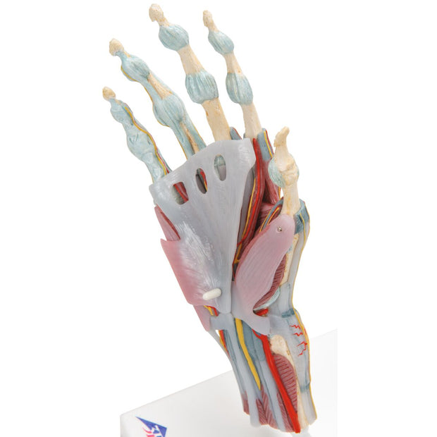 Hand Skeleton Model with Ligaments & Muscles
