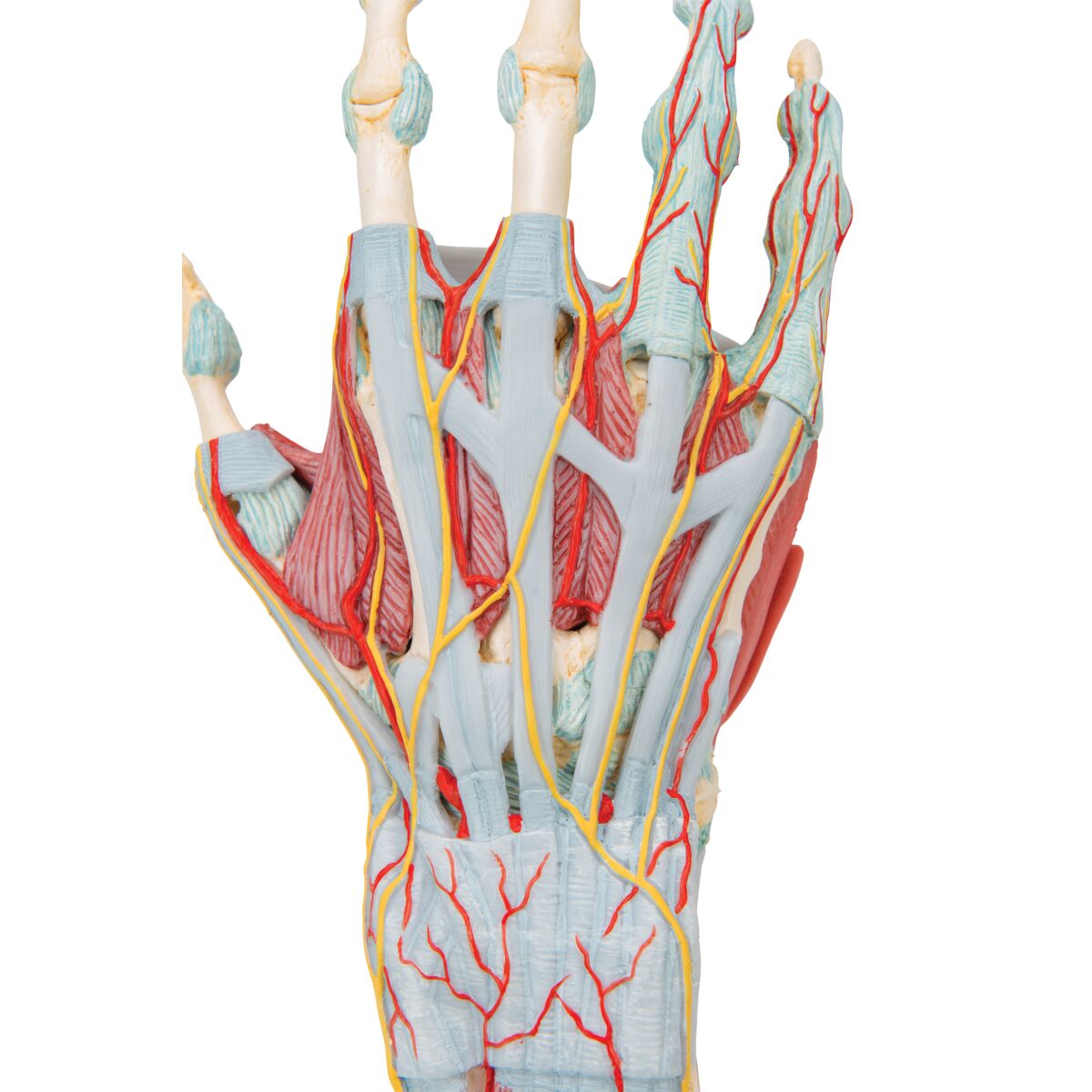 Hand Skeleton Model with Ligaments & Muscles – Mi-tec Medical Publishing