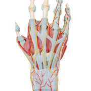 Hand Skeleton Model with Ligaments & Muscles