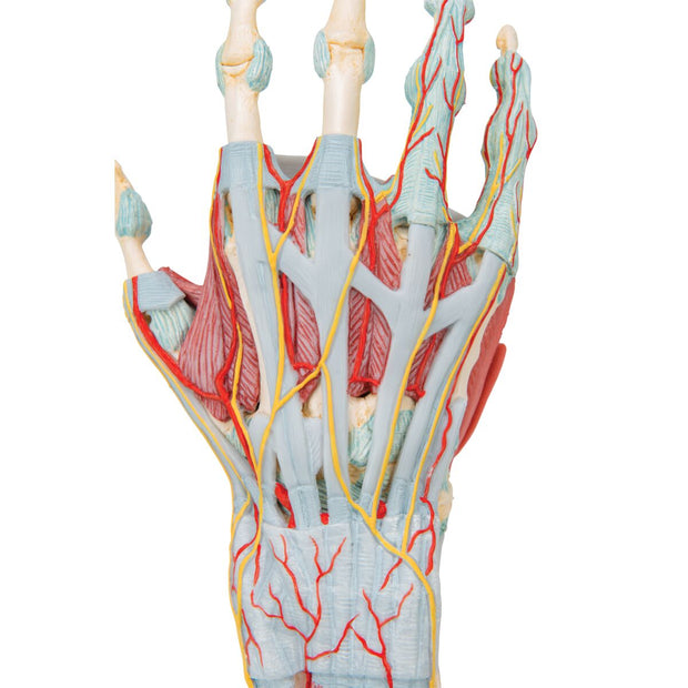 Hand Skeleton Model with Ligaments & Muscles