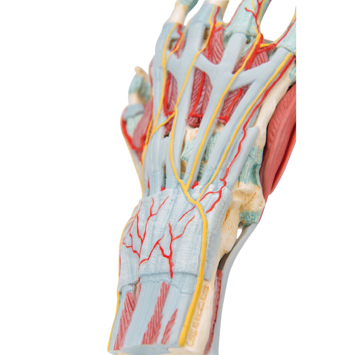Hand Skeleton Model with Ligaments & Muscles – Mi-tec Medical Publishing