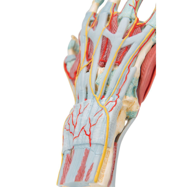 Hand Skeleton Model with Ligaments & Muscles