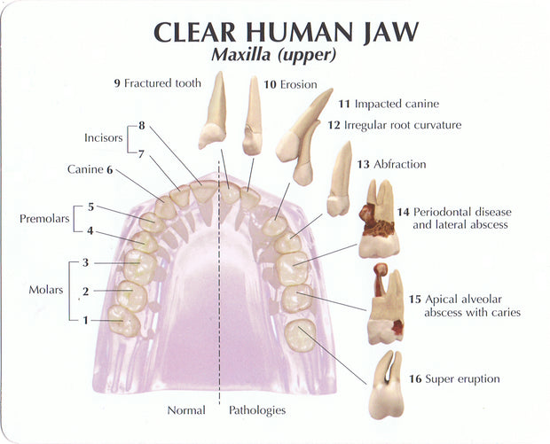 Clear Human Jaw With Teeth