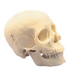 First-Class Human Skull