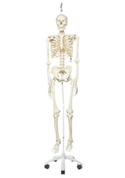 Human Skeleton Model Stan on Hanging Stand - 3B Smart Anatomy