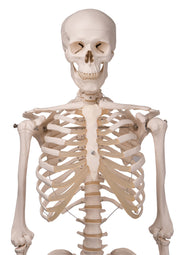 Human Skeleton Model Stan on Hanging Stand - 3B Smart Anatomy