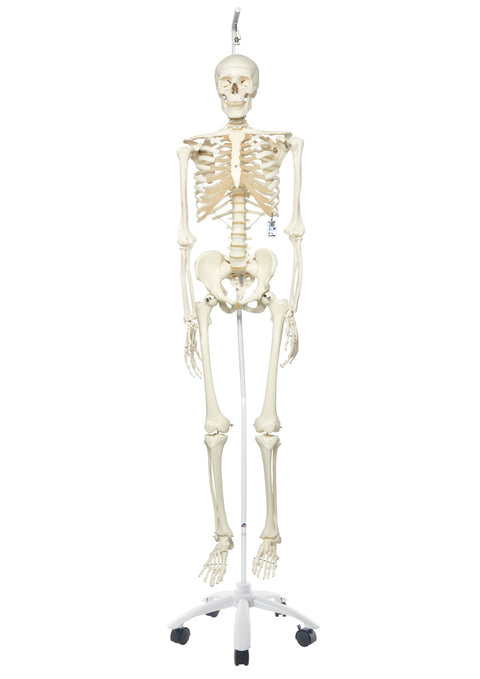 Human Skeleton Model Stan on Hanging Stand - 3B Smart Anatomy