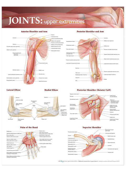 Joints of the Upper Extremities