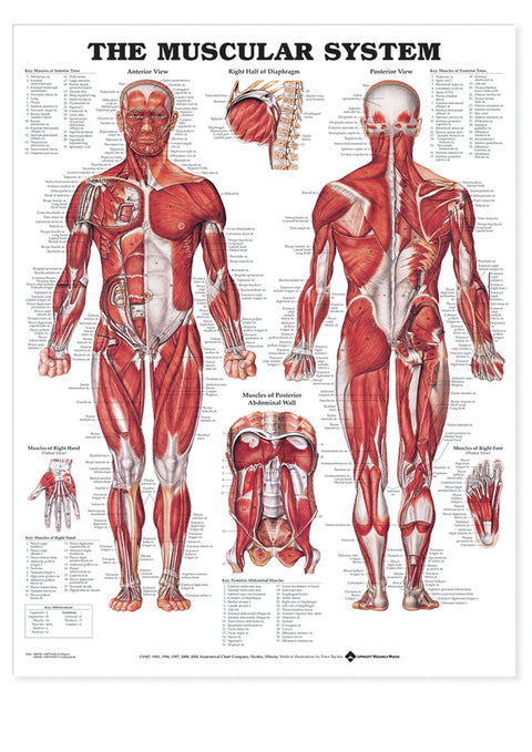 The Muscular System