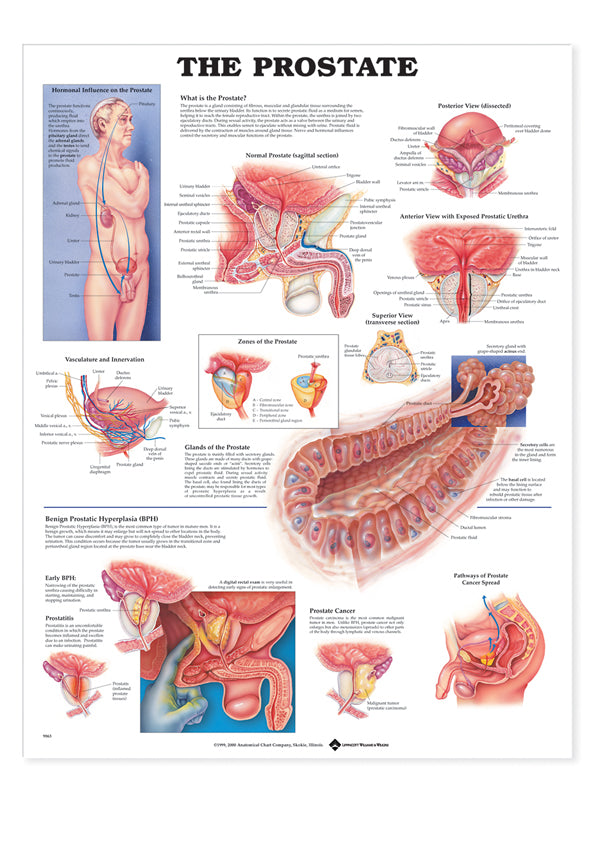 Prostate Anatomical Chart