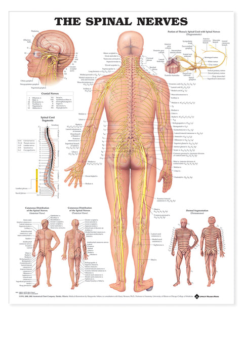 Spinal Nerves