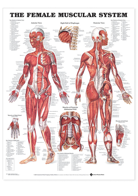 Female Muscular System