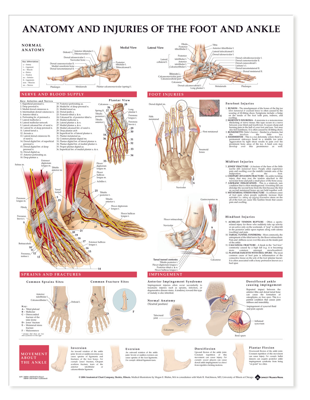 Anatomy and Injuries of the Foot and Ankle – Mi-tec Medical Publishing