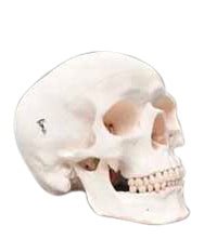 Classic Human Skull