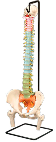 Didactic Flexible Spine with Femoral Heads