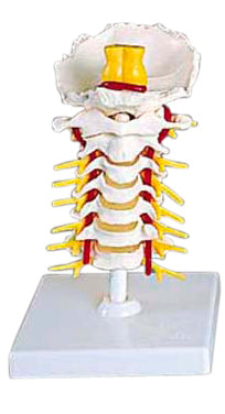 Flexible Vertebral Column Region Model