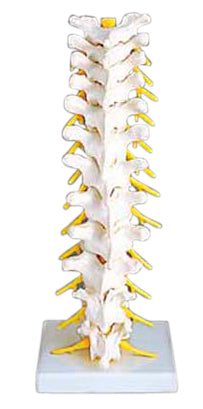 Flexible Thoracic Vertebral Column