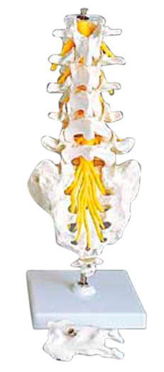 Flexible Lumbar Vertebral Column