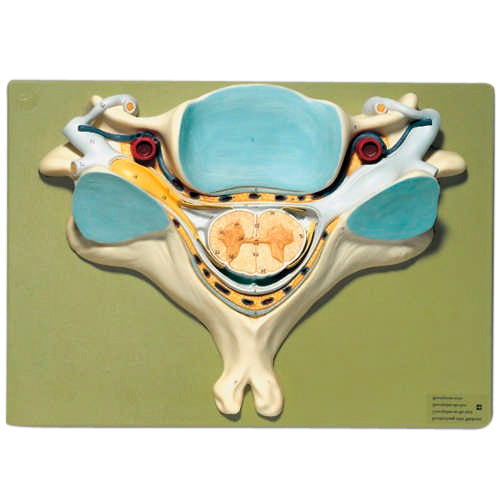 Fifth Cervical Vertebra