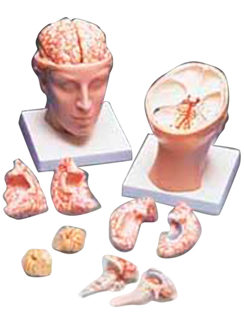 Head and Brain Model