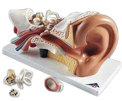 Four-Part Ear Model – Mi-tec Medical Publishing