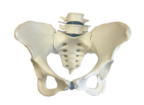 Female pelvis with sacrum and 2 lumbar vertebrae