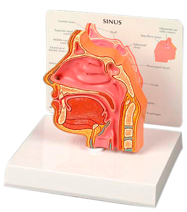 Basic Sinus Model